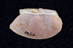 Mactra stultorum