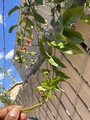 Bignonia capreolata