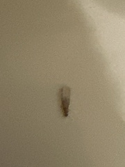 Coptotermes formosanus