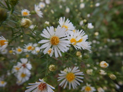 Coleosporium