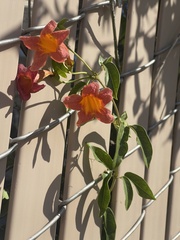 Bignonia capreolata