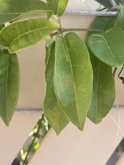 Bignonia capreolata
