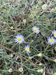 Symphyotrichum divaricatum