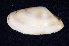 Donax vittatus