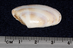 Donax vittatus
