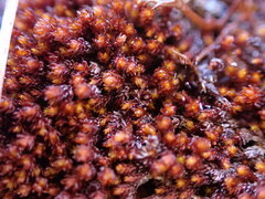 Andreaea
