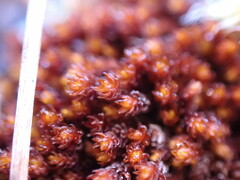 Andreaea