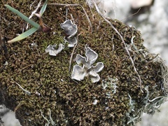 Peltigera didactyla