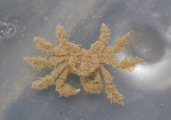 Neohymenicus pubescens