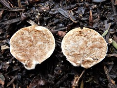 Descomyces