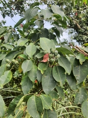 Triadica cochinchinensis