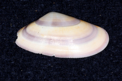 Donax vittatus