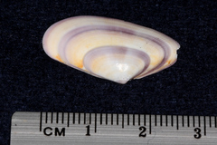 Donax vittatus