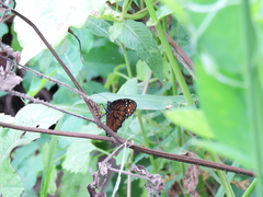 Danaus eresimus montezuma