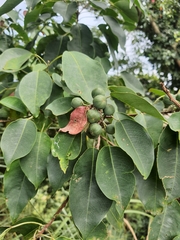 Triadica cochinchinensis