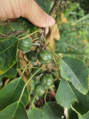 Triadica cochinchinensis