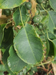 Triadica cochinchinensis