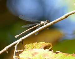 Lestes congener