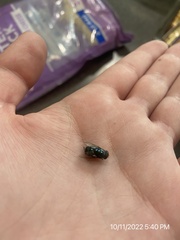 Chrysomya rufifacies