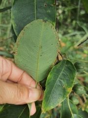 Triadica cochinchinensis