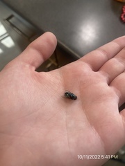 Chrysomya rufifacies