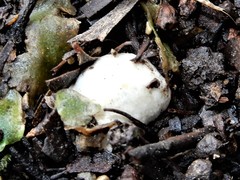 Descomyces