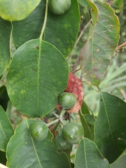 Triadica cochinchinensis
