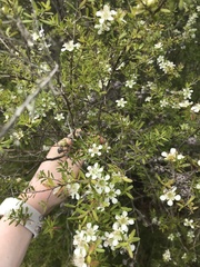 Leptospermum