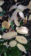 Uvularia grandiflora