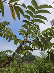 Zanthoxylum ailanthoides