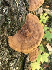 Hapalopilus rutilans