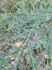Crotalaria pumila