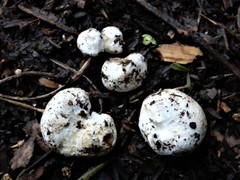 Descomyces