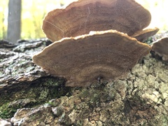 Hapalopilus rutilans