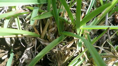 Stenotaphrum secundatum