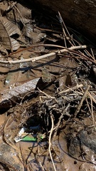 Anthanassa texana texana