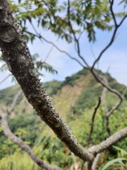 Zanthoxylum ailanthoides