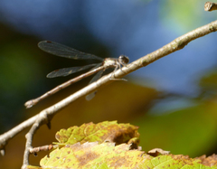 Lestes congener