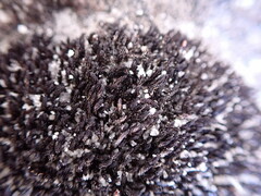 Andreaea