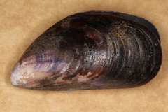 Mytilus edulis