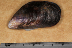 Mytilus edulis