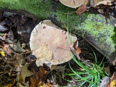 Pholiota polychroa