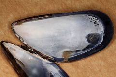 Mytilus edulis