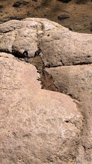 Anthanassa texana texana