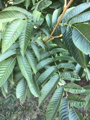 Pterocarya rhoifolia