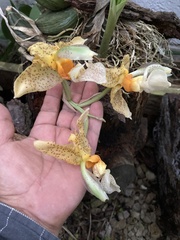 Stanhopea graveolens