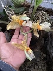 Stanhopea graveolens