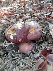 Rubroboletus eastwoodiae