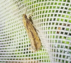 Atomotricha