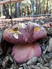Rubroboletus eastwoodiae
